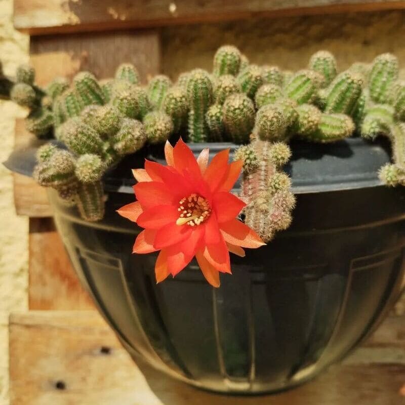 Cacto Amendoim: Guia Completo de Cuidados para Cultivar o Echinopsis chamaecereus em Seu Jardim