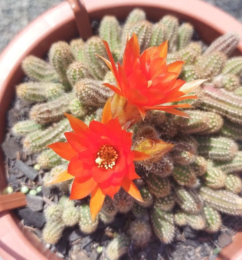 Cacto Amendoim: Guia Completo de Cuidados para Cultivar o Echinopsis chamaecereus em Seu Jardim