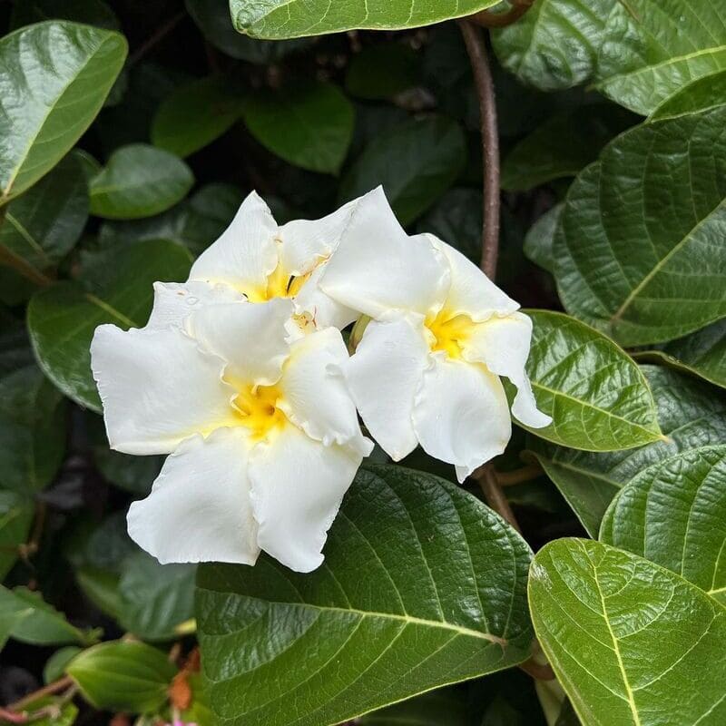 Cipó de Leite (Chonemorpha fragrans): A Planta Tropical que Encanta com Flores e Aroma
