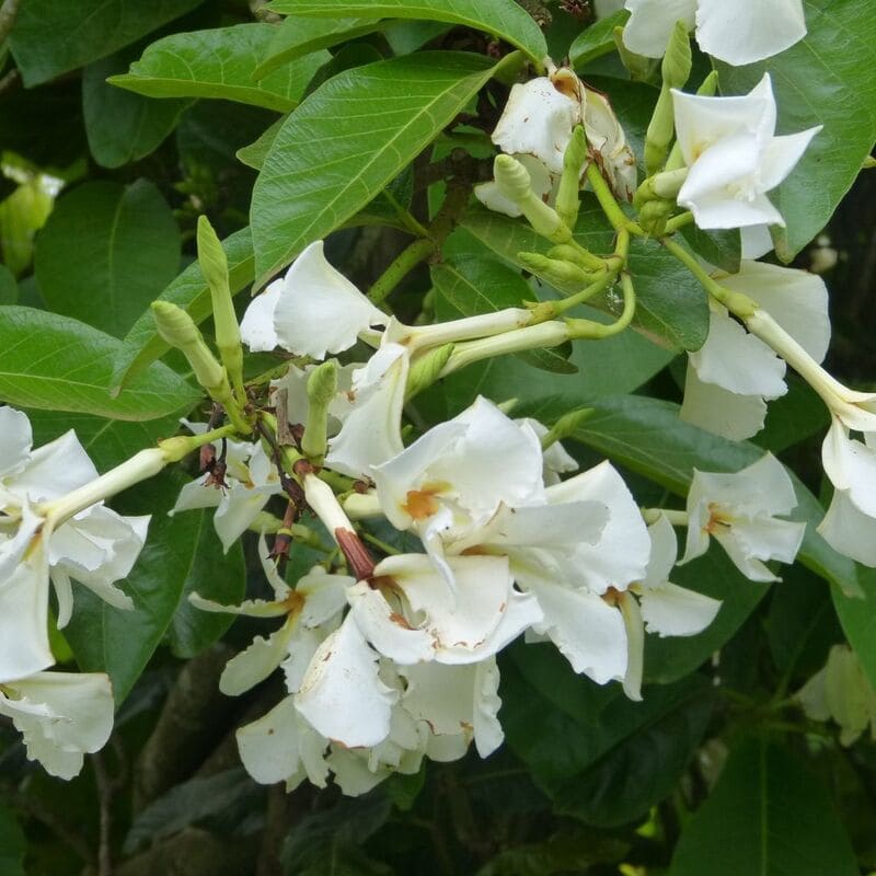 Cipó de Leite (Chonemorpha fragrans): A Planta Tropical que Encanta com Flores e Aroma
