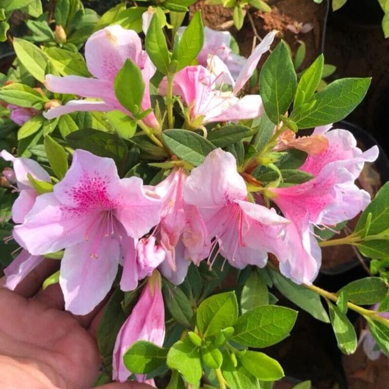 Conheça as 6 Melhores Plantas para Canteiros