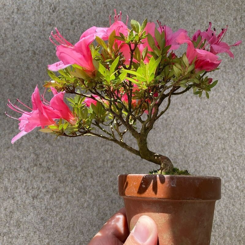 Azaleia: como cuidar dessa flor colorida e encantadora