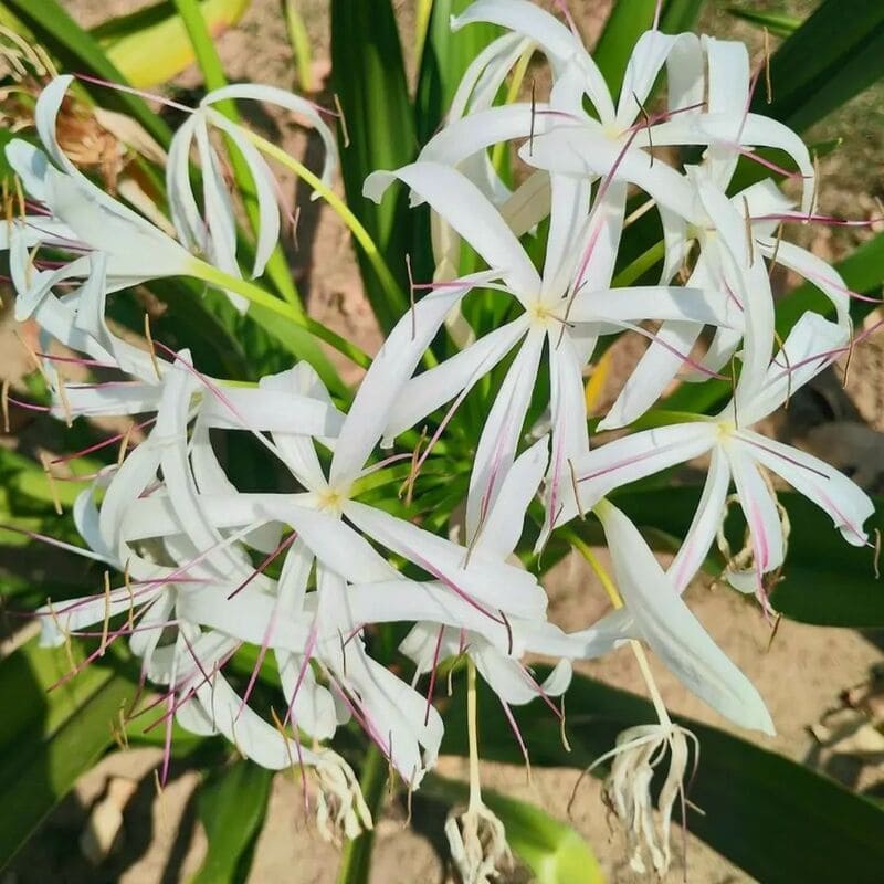 Crino-branco (Crinum asiaticum): A Joia das Plantas Tropicais