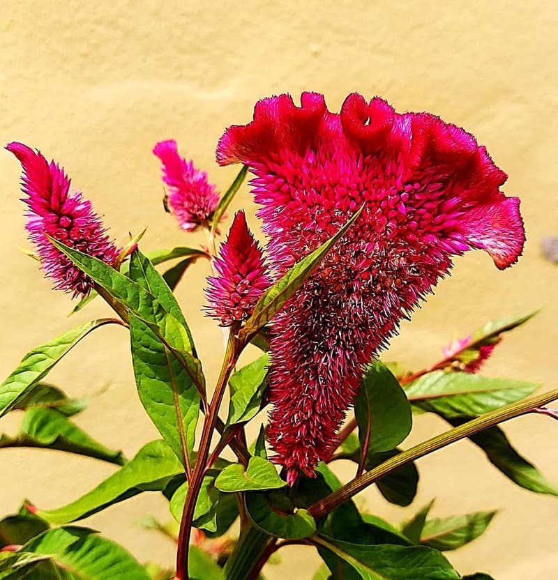 Crista-de-Galo (Celosia argentea): a flor vibrante e durável para o seu jardim