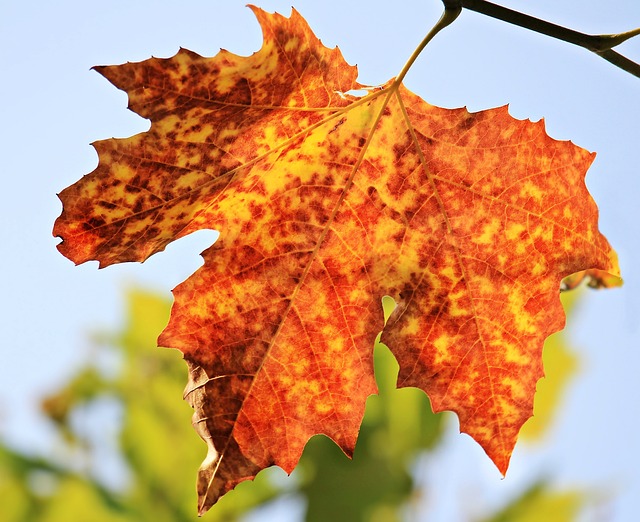 Ferrugem nas Plantas: Guia Abrangente sobre Identificação, Tratamento e Prevenção