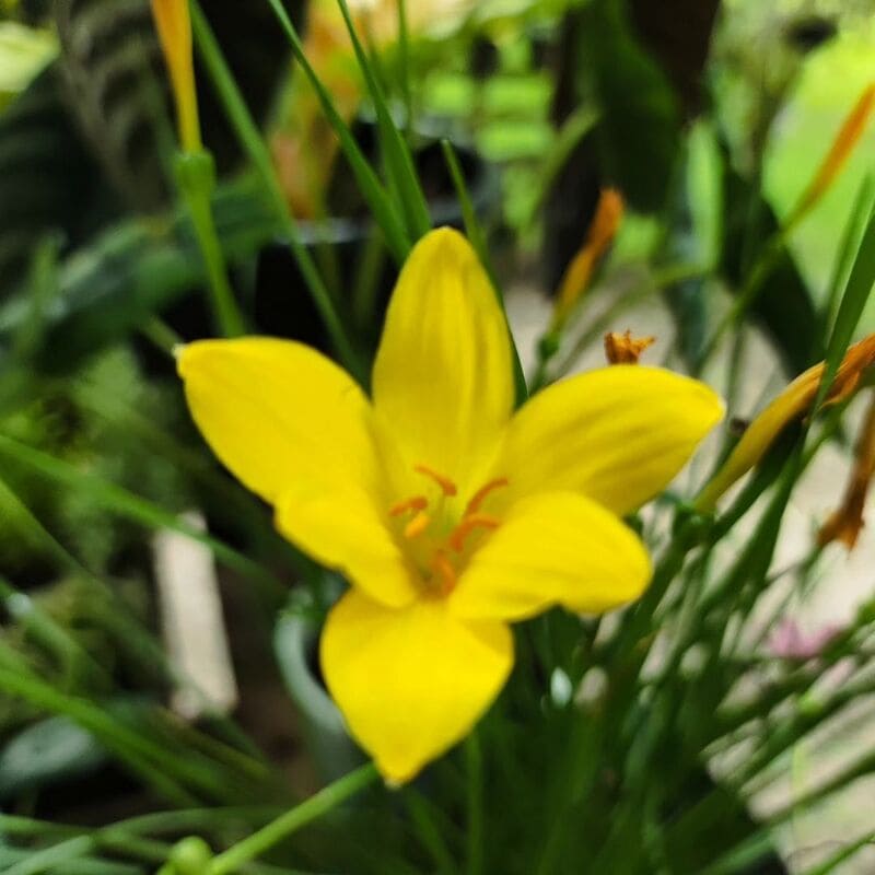 Junquilhos: Como Cultivar e Aproveitar a Beleza das Frésias no Seu Jardim