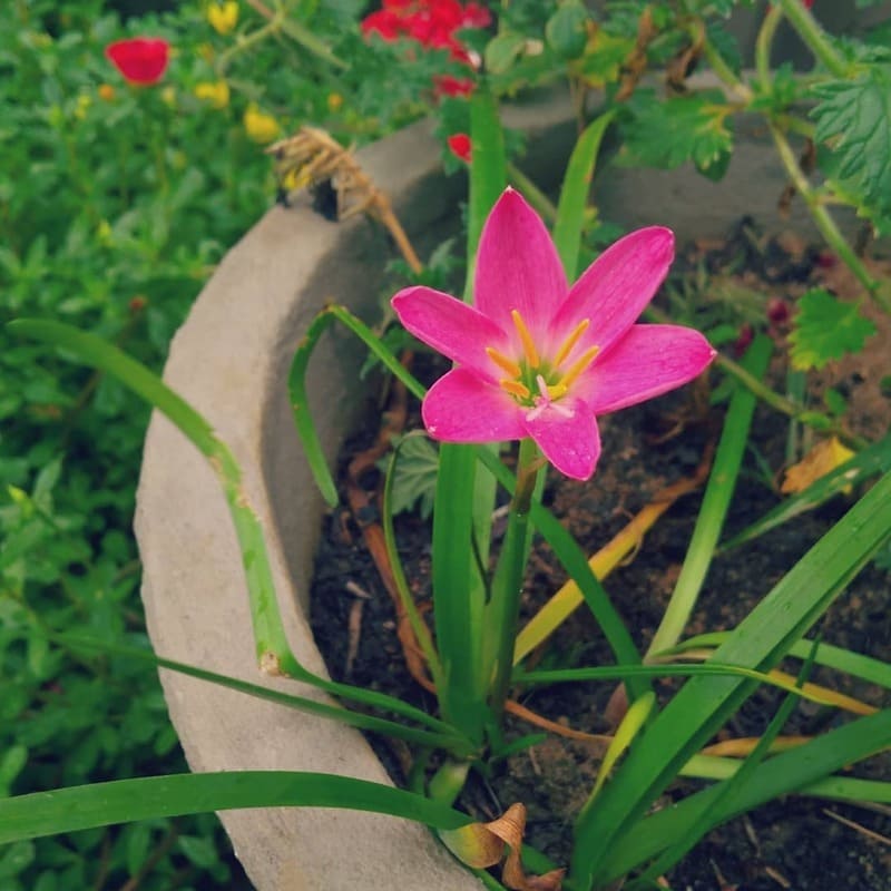 Junquilhos: Como Cultivar e Aproveitar a Beleza das Frésias no Seu Jardim