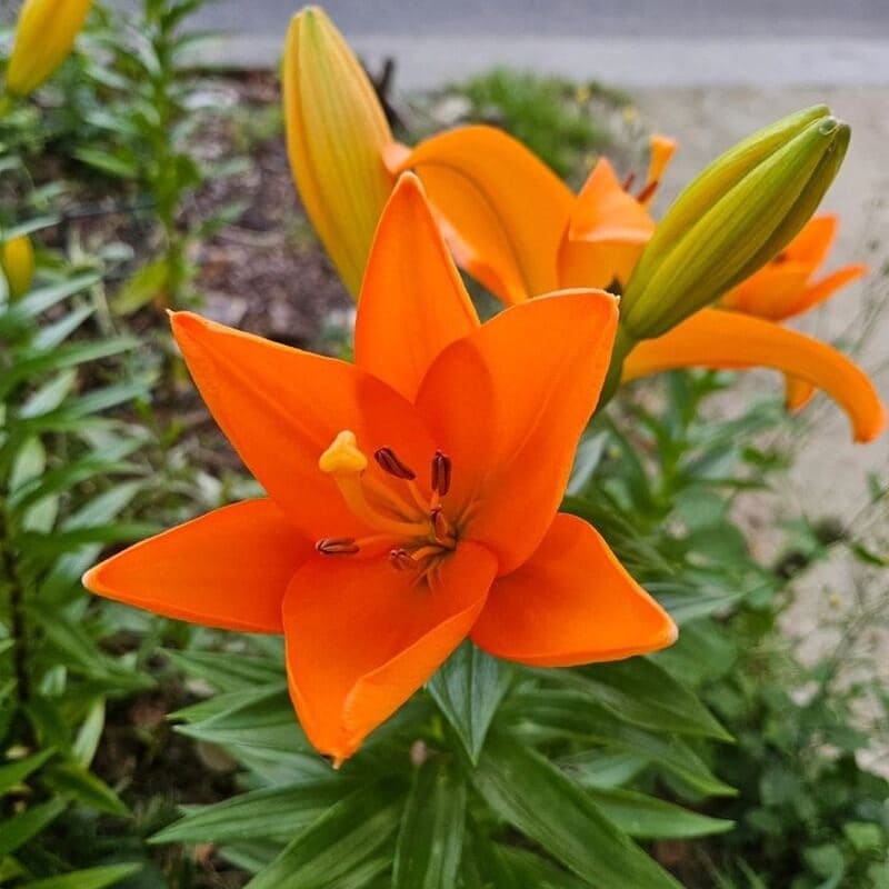 Lírio-laranja (Lilium bulbiferum): Guia Completo de Cultivo e Significado