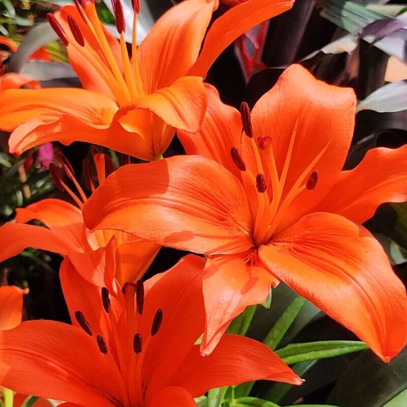 Lírio-laranja (Lilium bulbiferum): Guia Completo de Cultivo e Significado