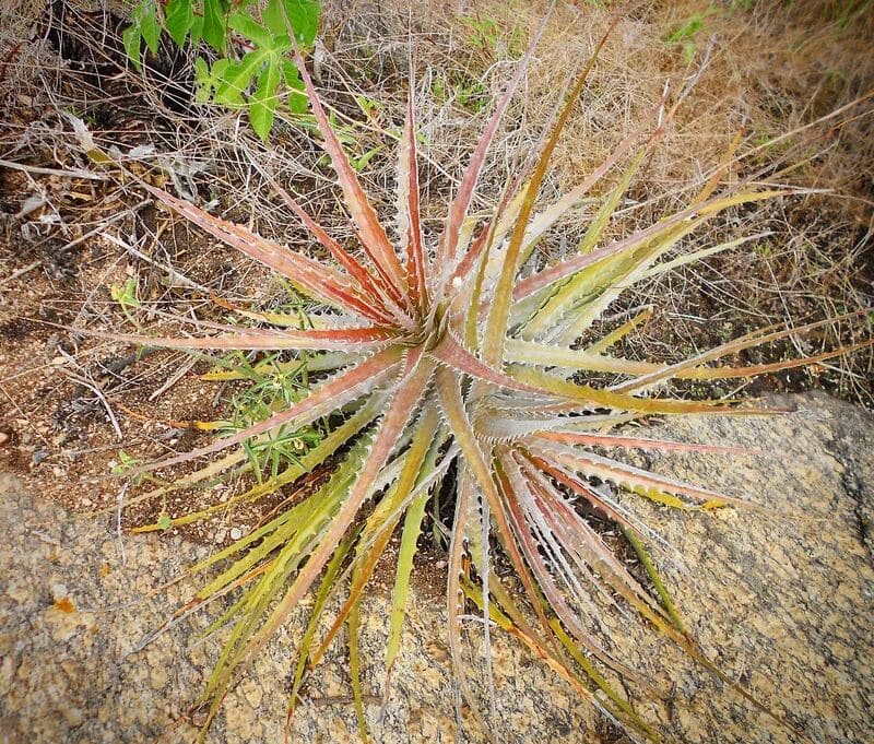 Macambira (Bromelia laciniosa): Dicas Essenciais para Cultivo e Manutenção