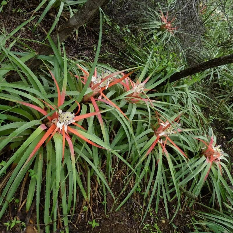 Macambira (Bromelia laciniosa): Dicas Essenciais para Cultivo e Manutenção