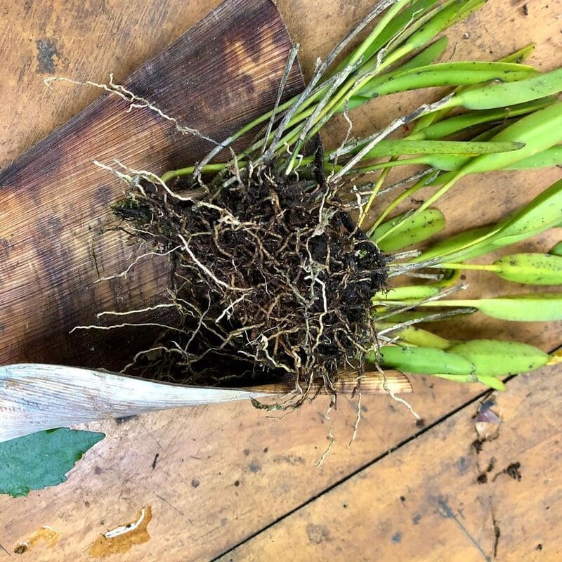 Como fazer muda de orquídea: passo a passo simples para ter mais flores em casa