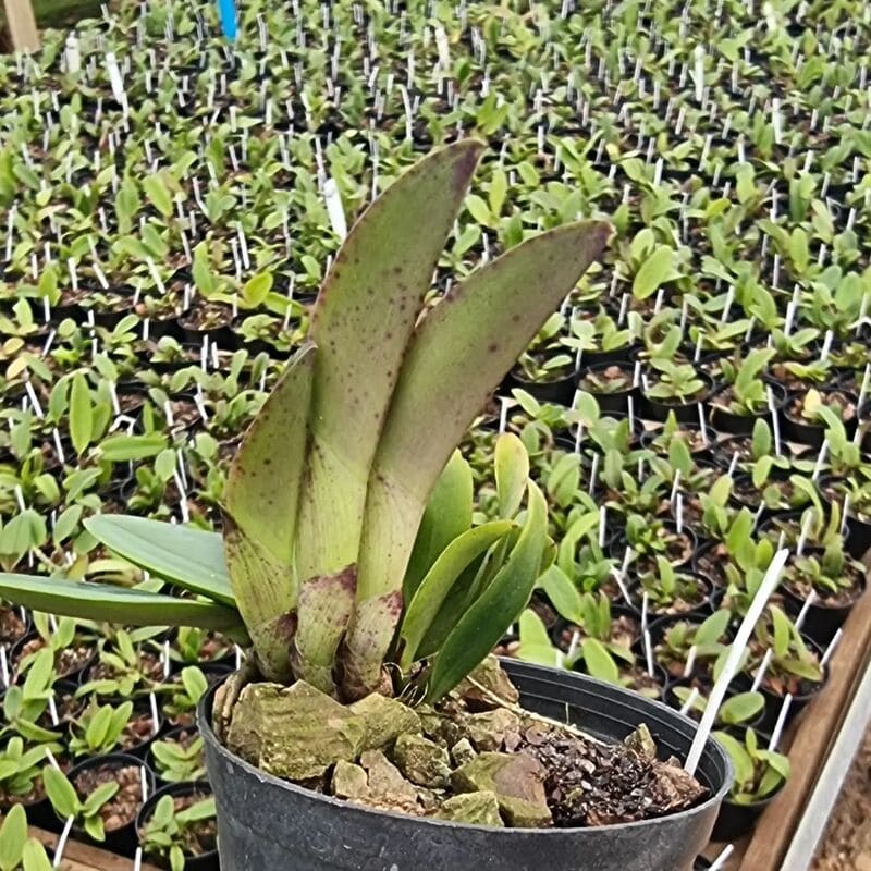 Como fazer muda de orquídea: passo a passo simples para ter mais flores em casa