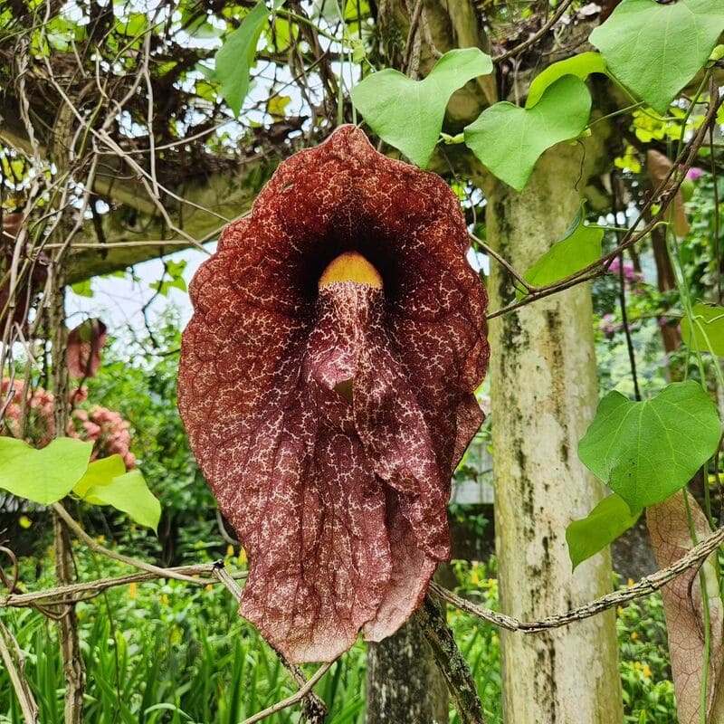 Papo-de-Peru (Aristolochia gigantea): Beleza Exótica e Peculiaridades do Cultivo