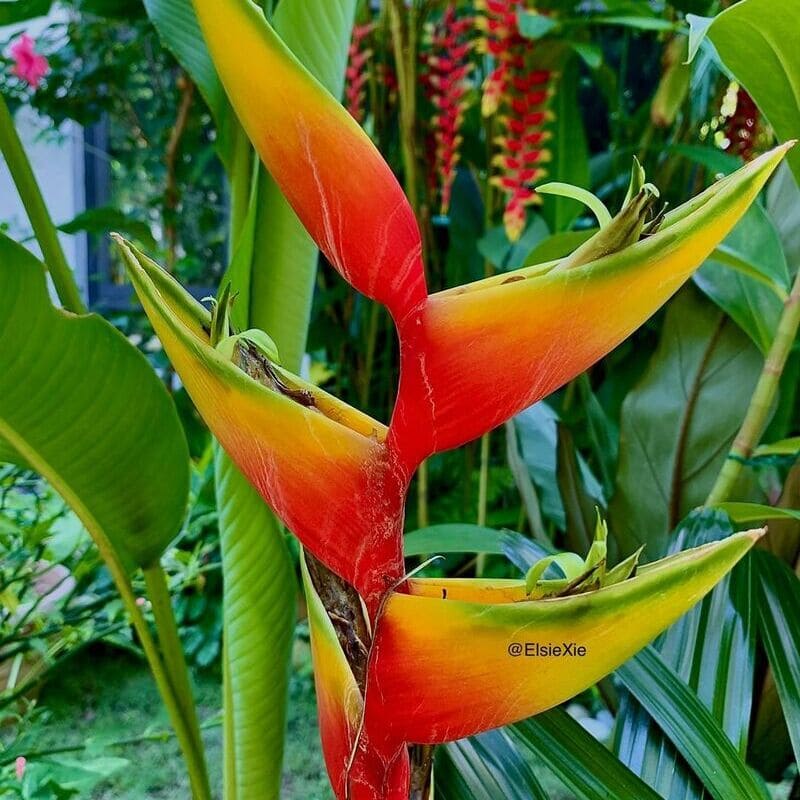 Pássaro-de-fogo (Heliconia bihai): como cuidar da planta de visual exótico e exuberante