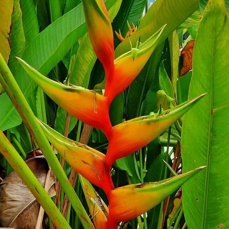 Pássaro-de-fogo (Heliconia bihai): como cuidar da planta de visual exótico e exuberante