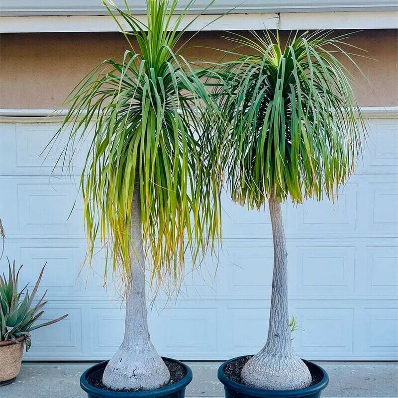 Cuidado com Estas Plantas! Elas Podem Rachar Vasos e Levantar Calçadas