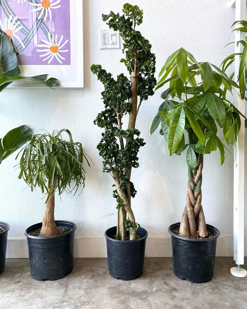 Pata de Elefante (Beaucarnea Recurvata): como cuidar da planta exótica de caules robustos