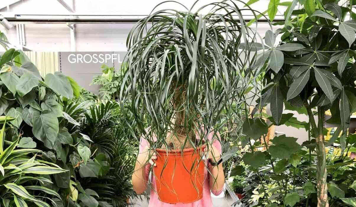 Pata de Elefante (Beaucarnea Recurvata): como cuidar da planta exótica de caules robustos