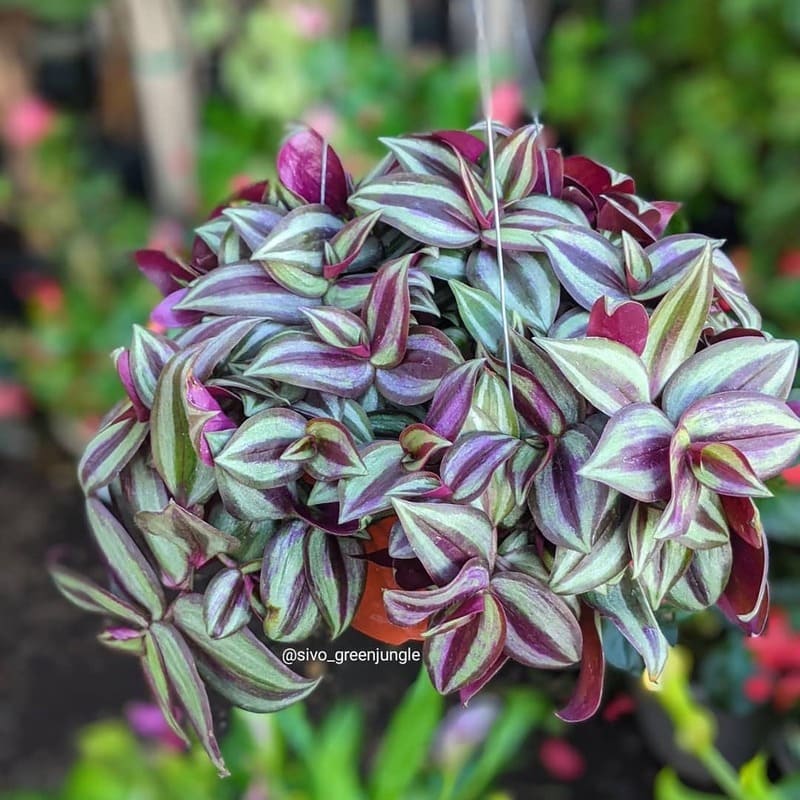 Planta Lambari (Tradescantia zebrina): Guia Completo de Cuidados e Dicas de Cultivo