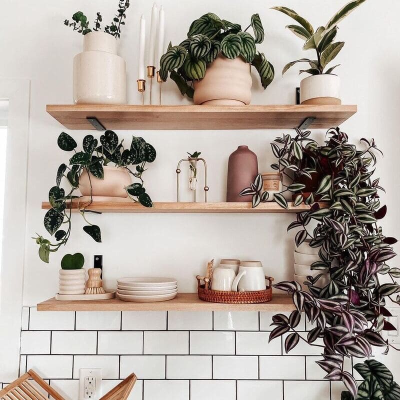 Planta Lambari (Tradescantia zebrina): Guia Completo de Cuidados e Dicas de Cultivo