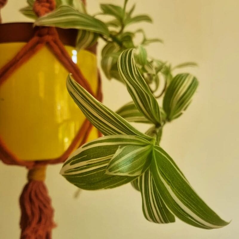 5 Espécies de Plantas Variegadas e Pendente para Deixar Seu Jardim Incrível