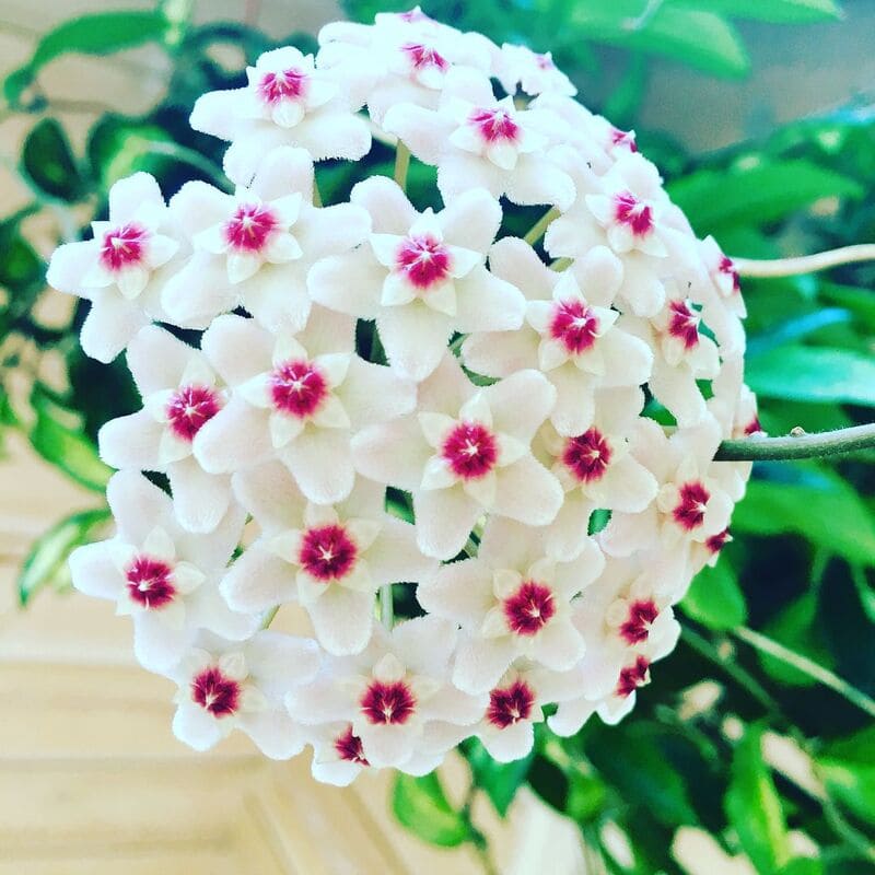 5 Espécies de Plantas Variegadas e Pendente para Deixar Seu Jardim Incrível