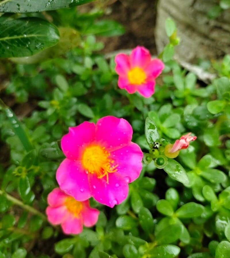 5 Espécies de Plantas Variegadas e Pendente para Deixar Seu Jardim Incrível