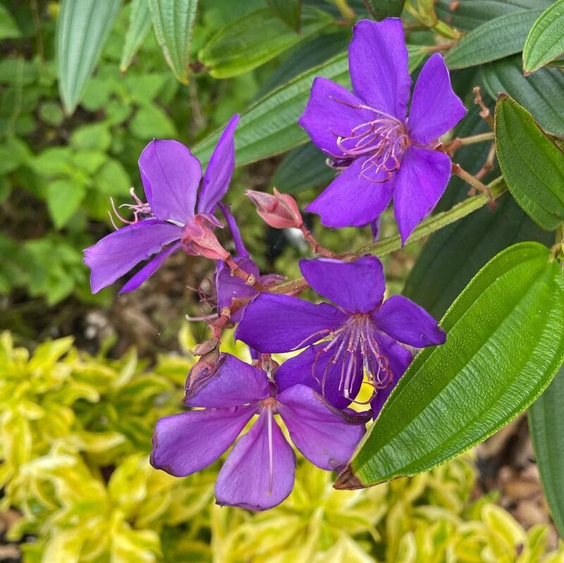 Quaresmeira: Beleza e Cor ao Seu Jardim na Quarentena – Cuidados e Dicas de Especialistas