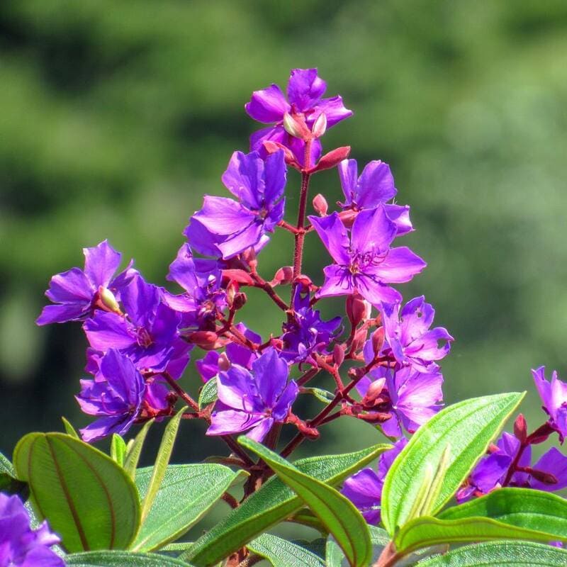 Quaresmeira: Beleza e Cor ao Seu Jardim na Quarentena – Cuidados e Dicas de Especialistas