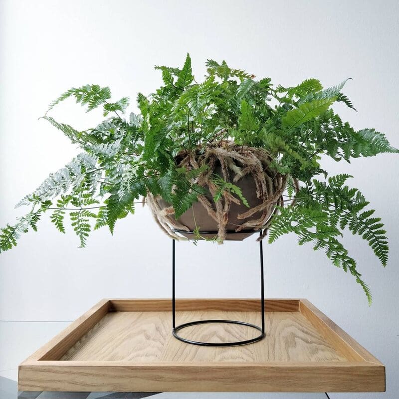 Renda-Portuguesa: Como Cuidar dessa Elegante Samambaia