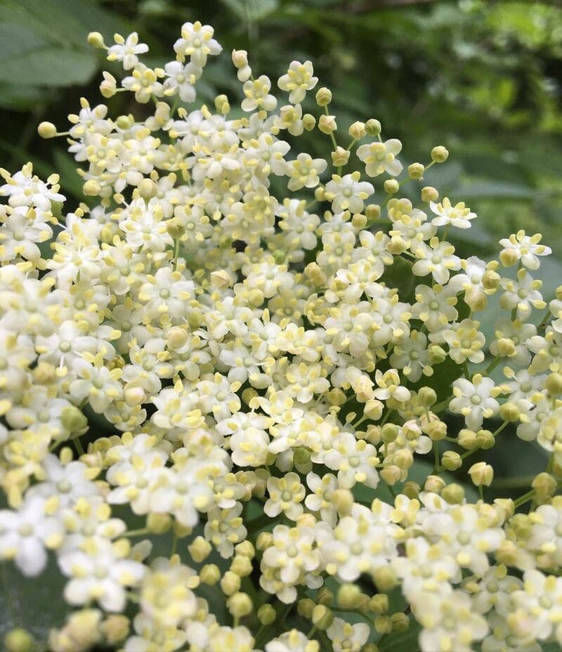 Sabugueiro: Como Cultivar e Usar a Planta que é um Tesouro na Medicina Natural