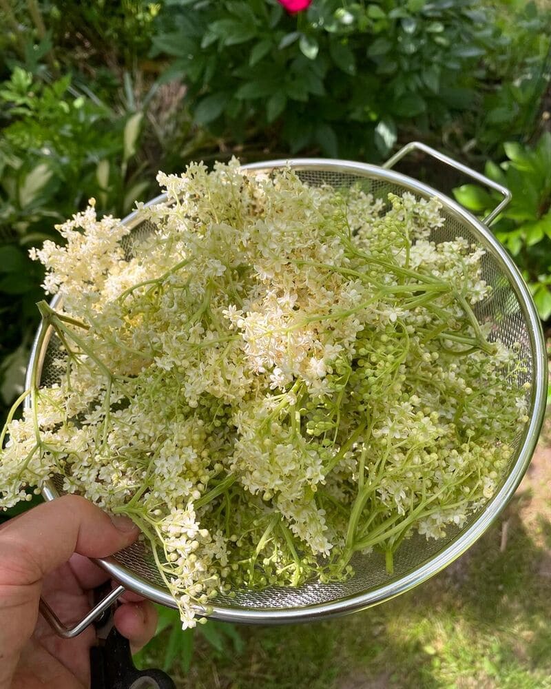 Sabugueiro: Como Cultivar e Usar a Planta que é um Tesouro na Medicina Natural