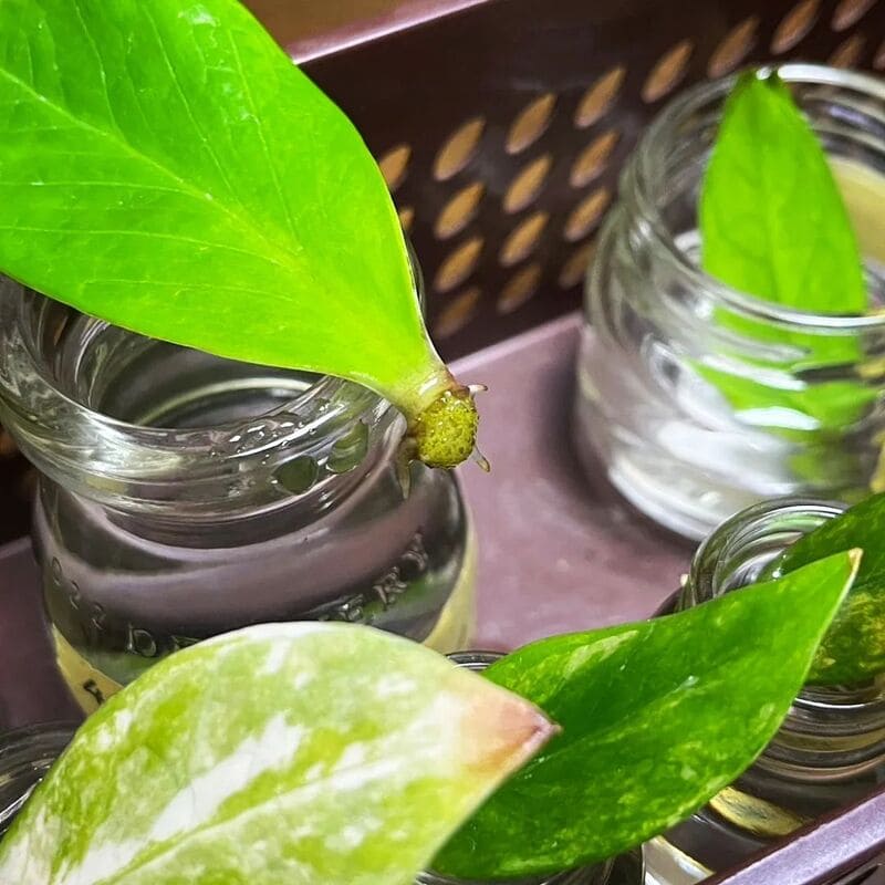 Segredo Revelado: Jardineira Ensina Como Enraizar Zamioculca na Água Usando Suas Folhas