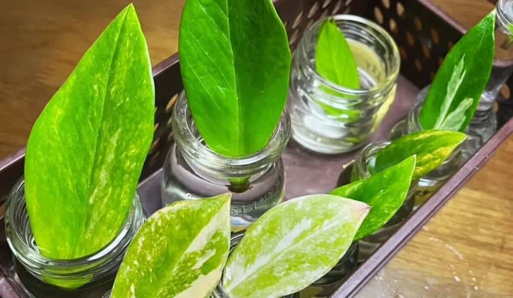 Motivos para Você Ter uma Planta da Fortuna em Casa