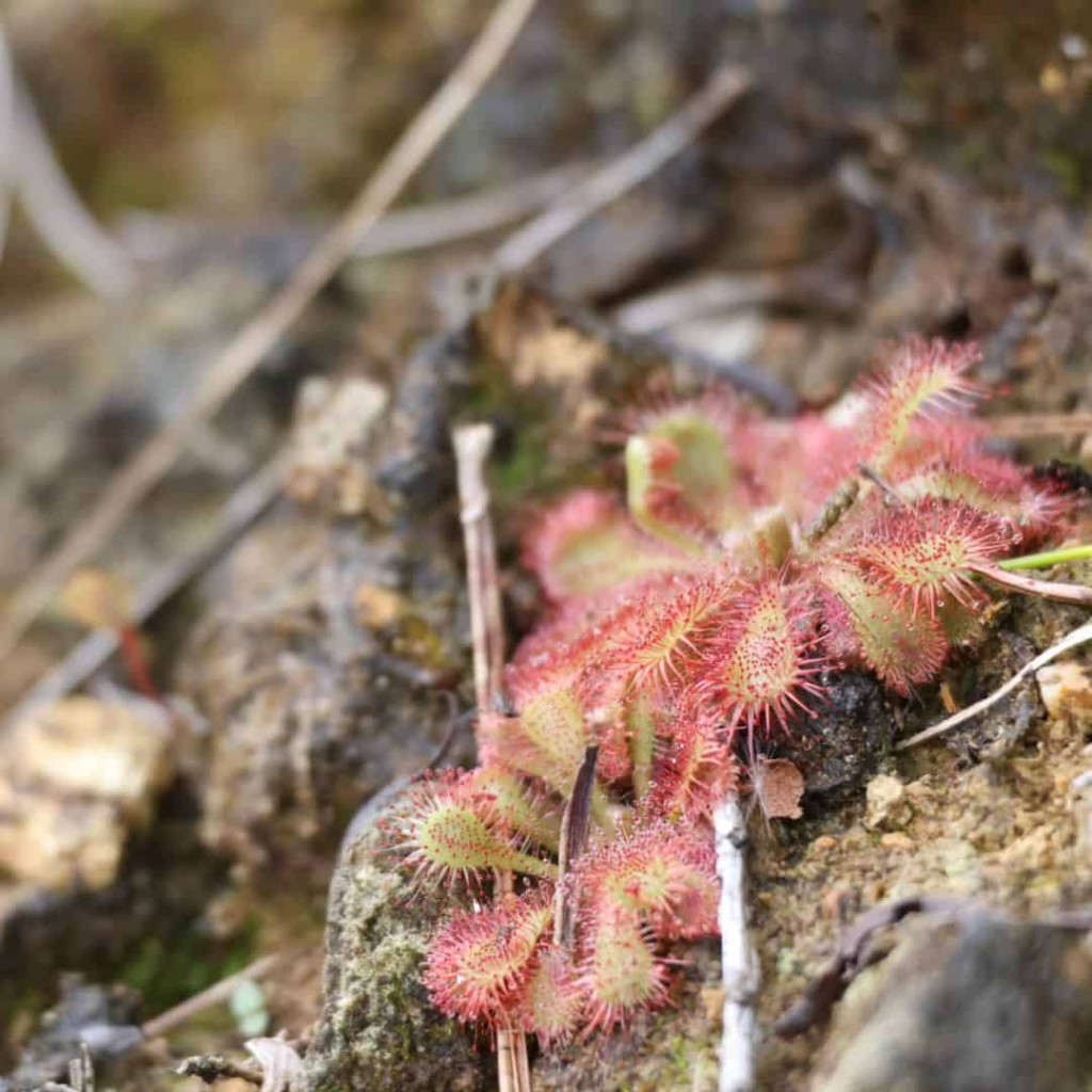 Drosera Spatulata: Conheça e Aprenda a Cuidar da Encantadora Planta Carnívora