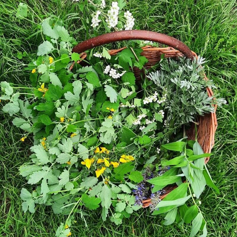 absinto (Artemisia absinthium)