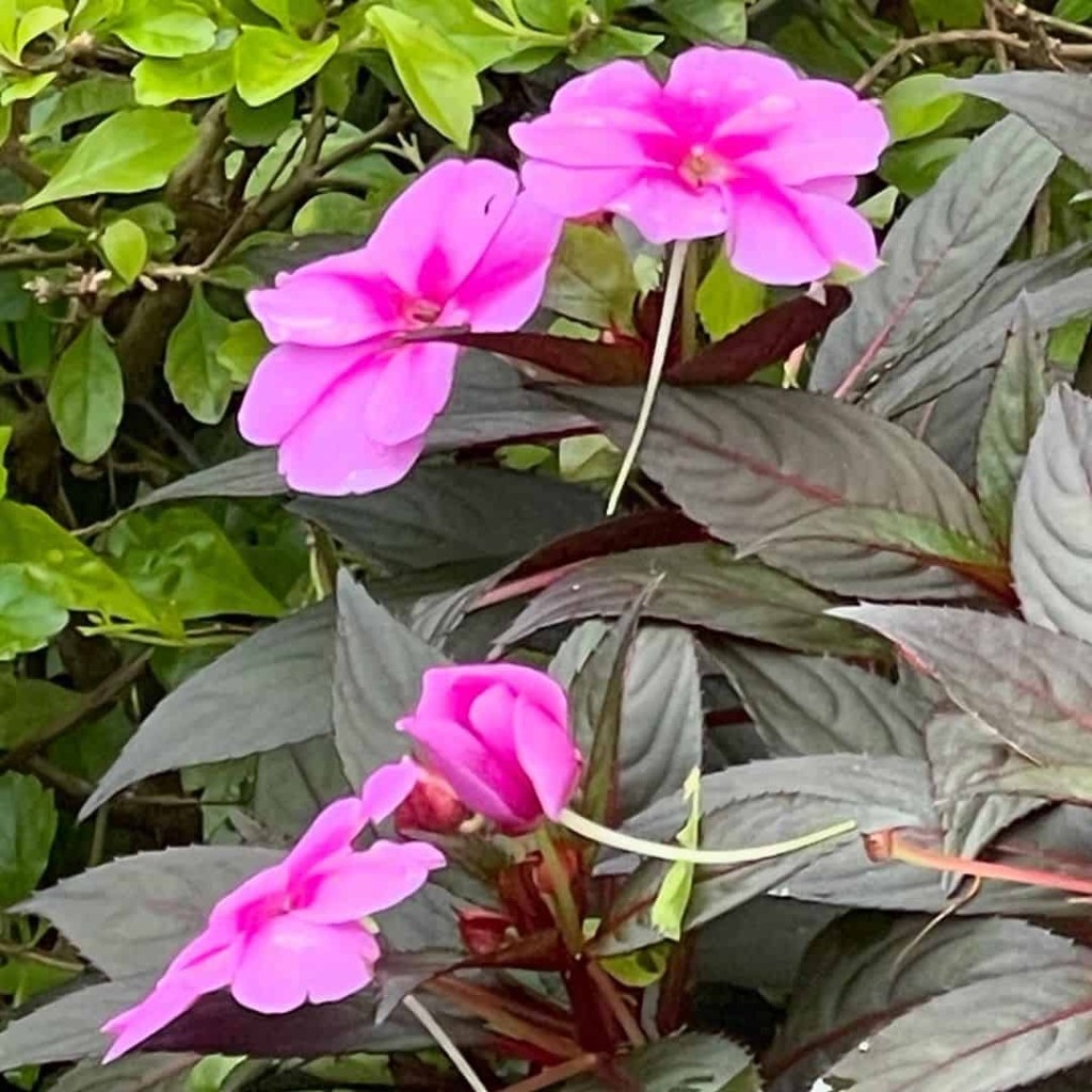 Beijo-pintado (Impatiens hawkeri): como cuidar dessa encantadora planta ornamental