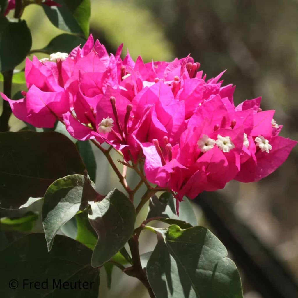 6 plantas repletas de flores para transformar sua casa e jardim em um espetáculo de cores