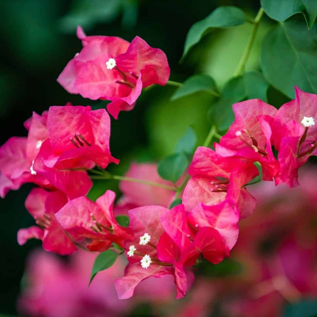 Três Marias: o encanto e a versatilidade da Bougainville no paisagismo