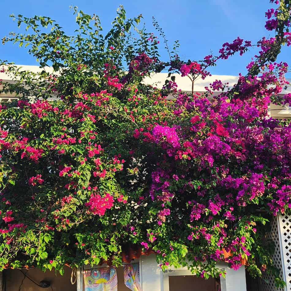 Trepadeiras para pergolado: 4 espécies que unem charme natural e muita sombra