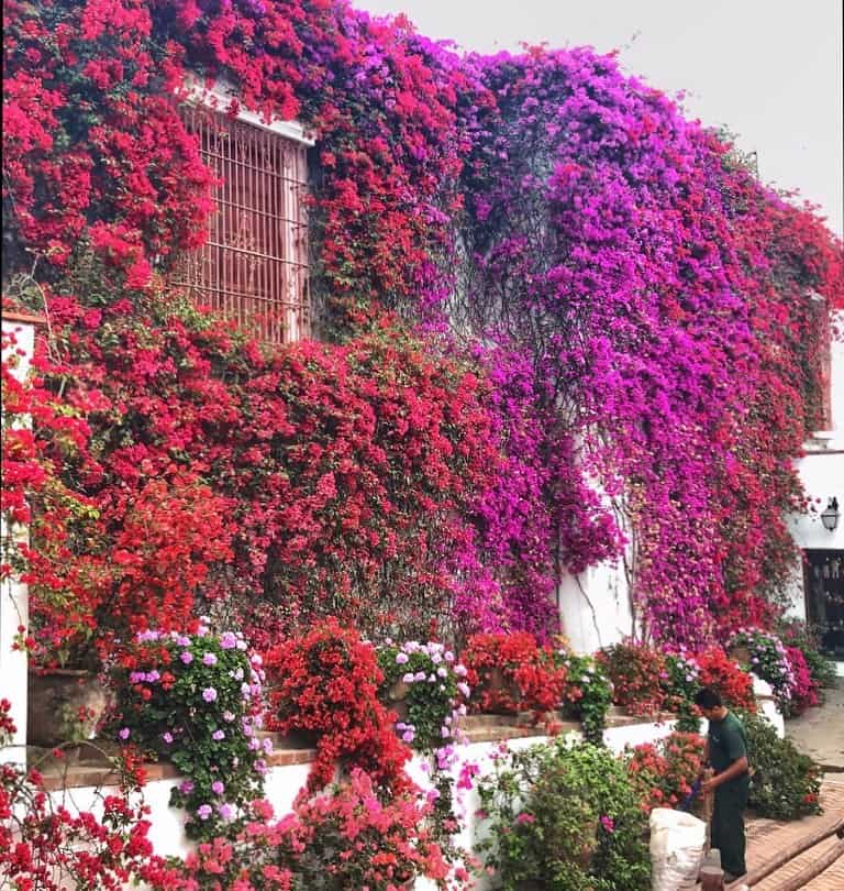 Três Marias: o encanto e a versatilidade da Bougainville no paisagismo