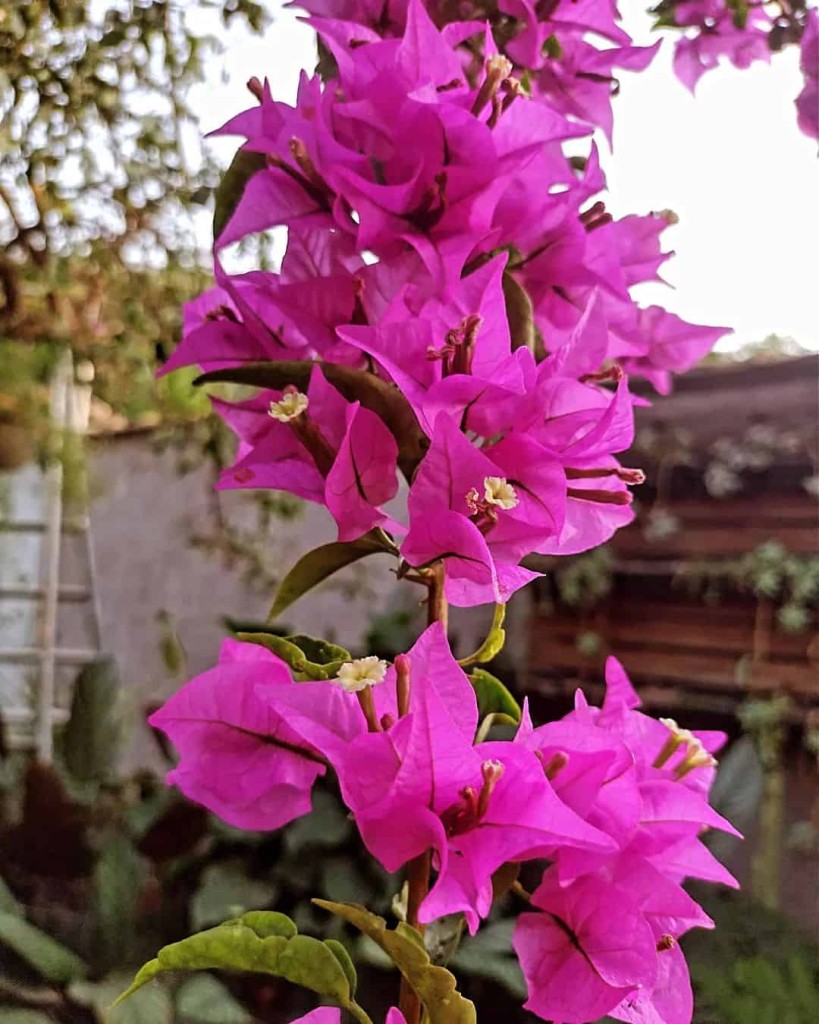 Buganvília: a exuberante trepadeira que transforma qualquer paisagismo