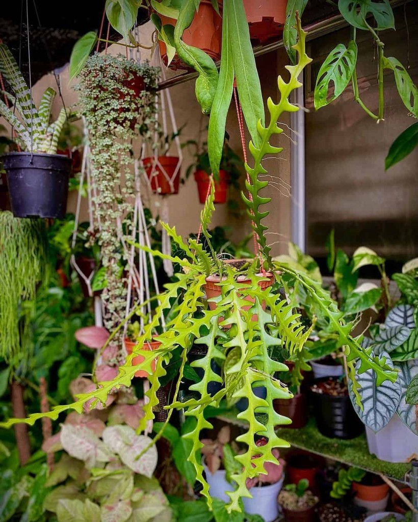 Cacto Sianinha: Como Cuidar do Exótico Selenicereus anthonyanus