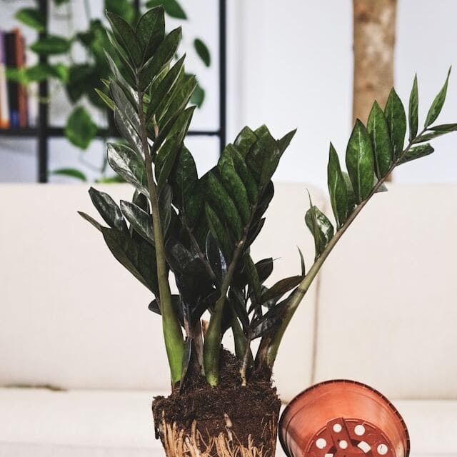 Como cuidar da planta Zamioculca em ambientes internos?