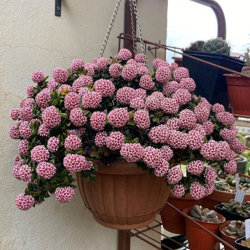 Crassula Springtime: Como Cuidar da Charmosa Suculenta