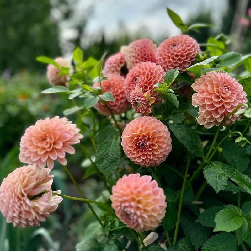 6 flores de meia-sombra para plantar na primavera e verão.