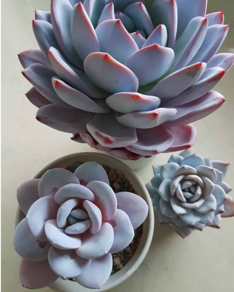Echeveria lauii: uma suculenta bela e frágil. saiba como cuidar.
