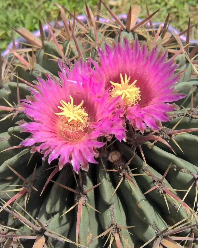 Ferocactus latispinus: Dicas de Cultivo para esse Raro Cacto Mexicano