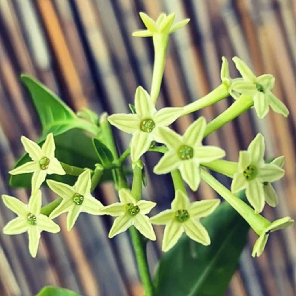 Plantas que Florescem à Noite: A Beleza Oculta do Jardim Noturno